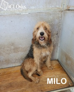 MILO OK