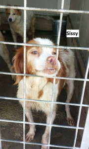 Sissi