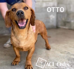 otto logo