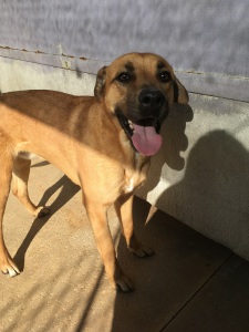 AXEL