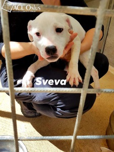 Sveva (5)