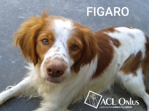 figaro logo