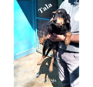 TALA2