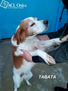 TABATA2