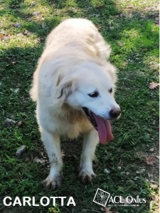 CARLOTTA1