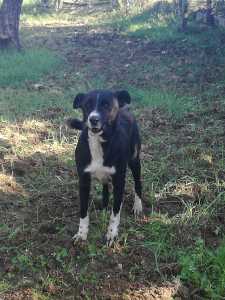 Nerina2