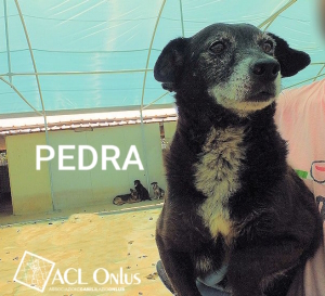 pedra logo