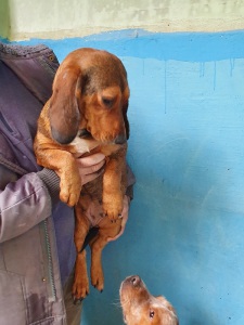ANNABELLA