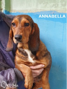 ANNABELLA3 - Copia (2)