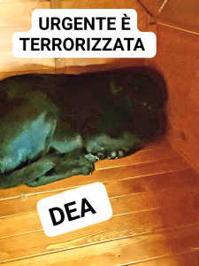 Dea