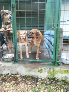 IMG-20180118-WA0062