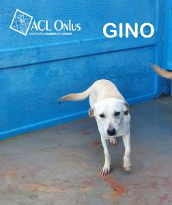 GINO