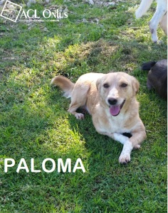 Paloma