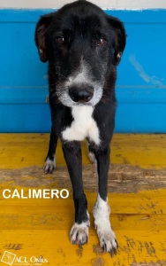 calimero1