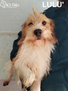 LULU1