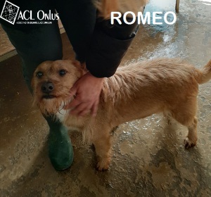 ROMEO15