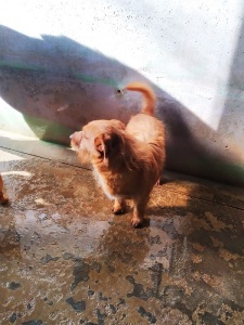 ROMEO4