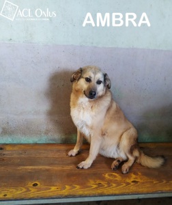 AMBRA