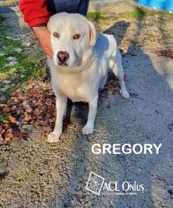 GREGORY