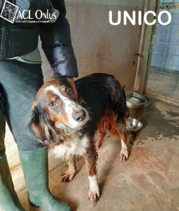UNICO1