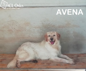 AVENA2 - Copia