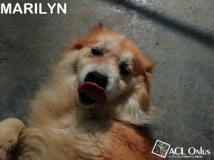 MARILYN OK