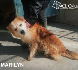 MARILYN10