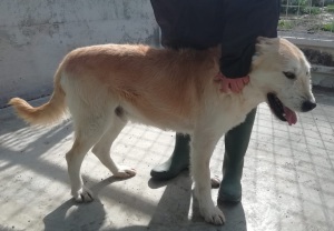 NONNO BIAGIO2