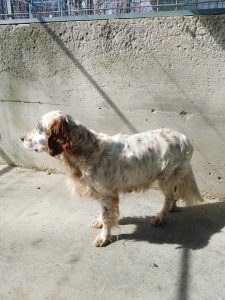 RAMONA3