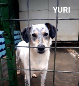 YURI