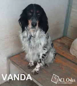 vanda ok