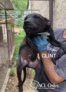 Clint