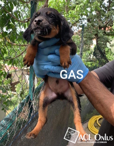 Gas