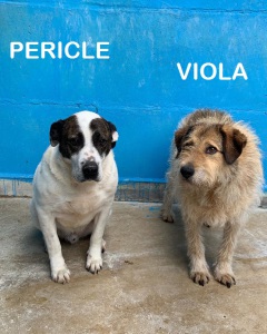 PERICLE45