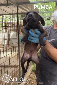 Pumba
