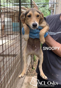 snoopy