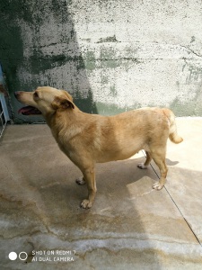 SELVA13