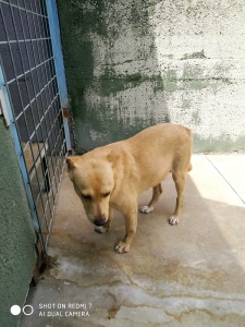 SELVA9
