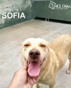 SOFIA1 - Copia