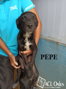 PEPE FOTO