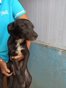 PEPE1
