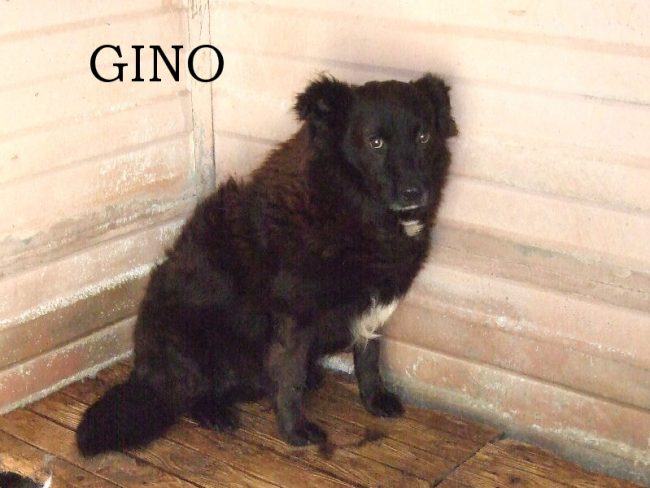 Gino 18 luglio 2014 240