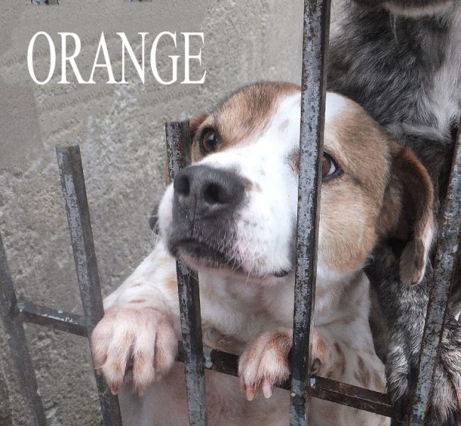 Orange 7 febbraio 2015 01