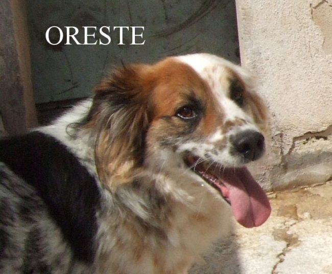 Oreste 22 maggio 2014 061a