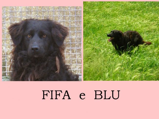 Fifa e Blu