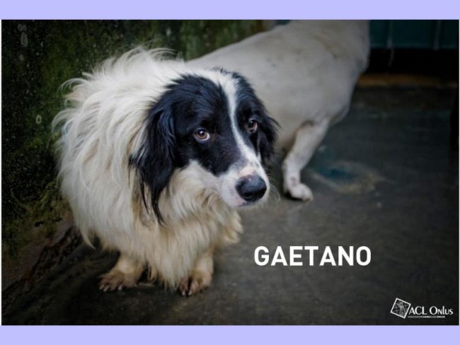 Gaetano1