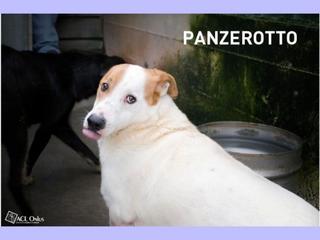 Panzerotto1