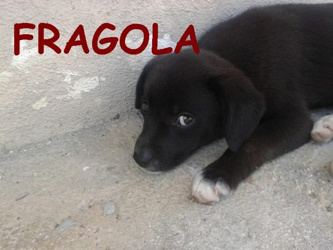 FRAGOLA
