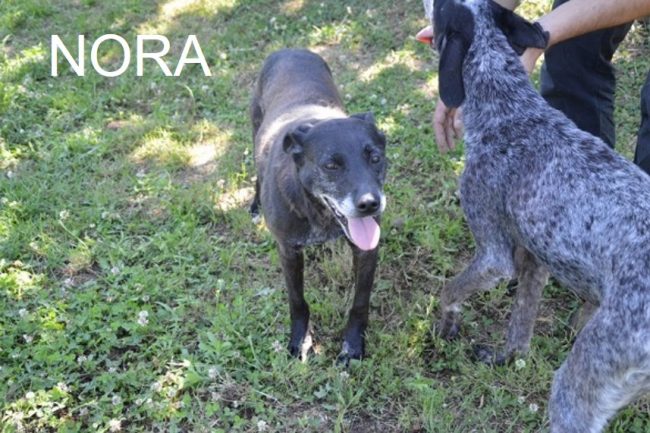 NORA