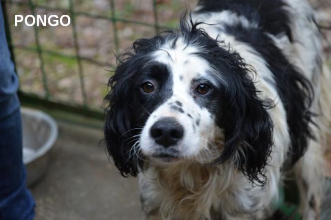 PONGO 30